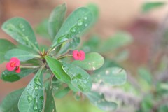 Euphorbia splendens